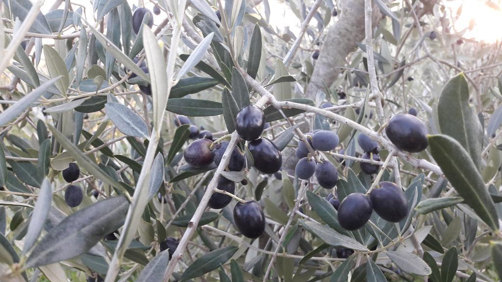 Azienda Agrituristica Il Poggetto Delle Spighe Collesalvetti Buitenkant foto